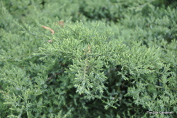 Juniperus chinesis Pfitzerana Nicks Compacta — photo 1